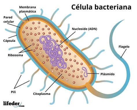 célula bacteriana